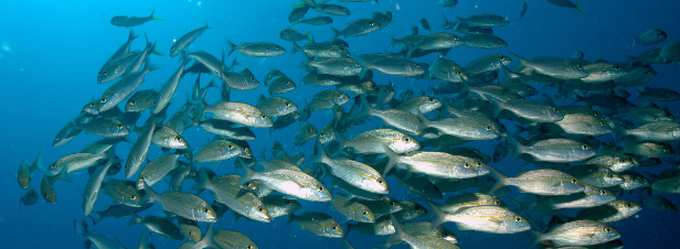 L'ONU lance un appel à l'action pour une gestion durable des océans