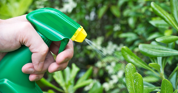 L'interdiction des pesticides en vente-libre aux particuliers peinerait � �tre appliqu�e