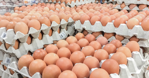 Cinq entreprises fran�aises ont re�u des �ufs contamin�s au fipronil