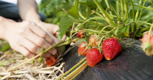 Etats g�n�raux de l'alimentation�: consultations, mode d'emploi