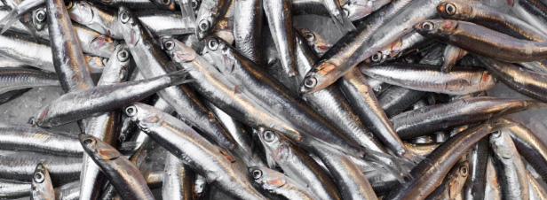 Mer Baltique : interdiction de la pêche de l'anguille et des quotas en hausse pour 2018