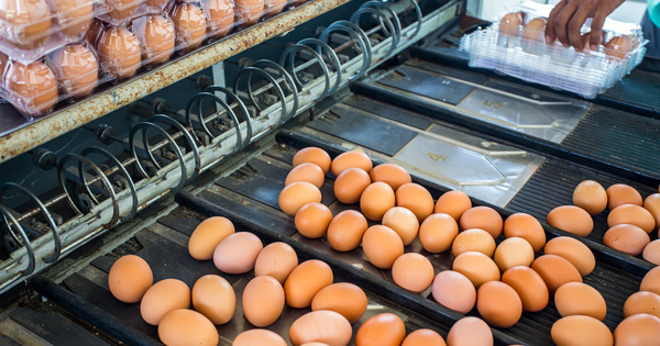 Elevages de poules�: pas de fipronil en France mais des doutes sur l'amitraze