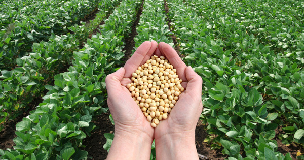 Les eurod�put�s ne veulent pas importer un soja OGM tol�rant aux herbicides
