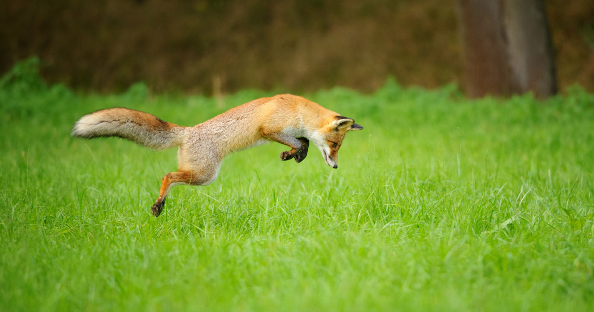 La protection des renards permet de faire diminuer la maladie de Lyme