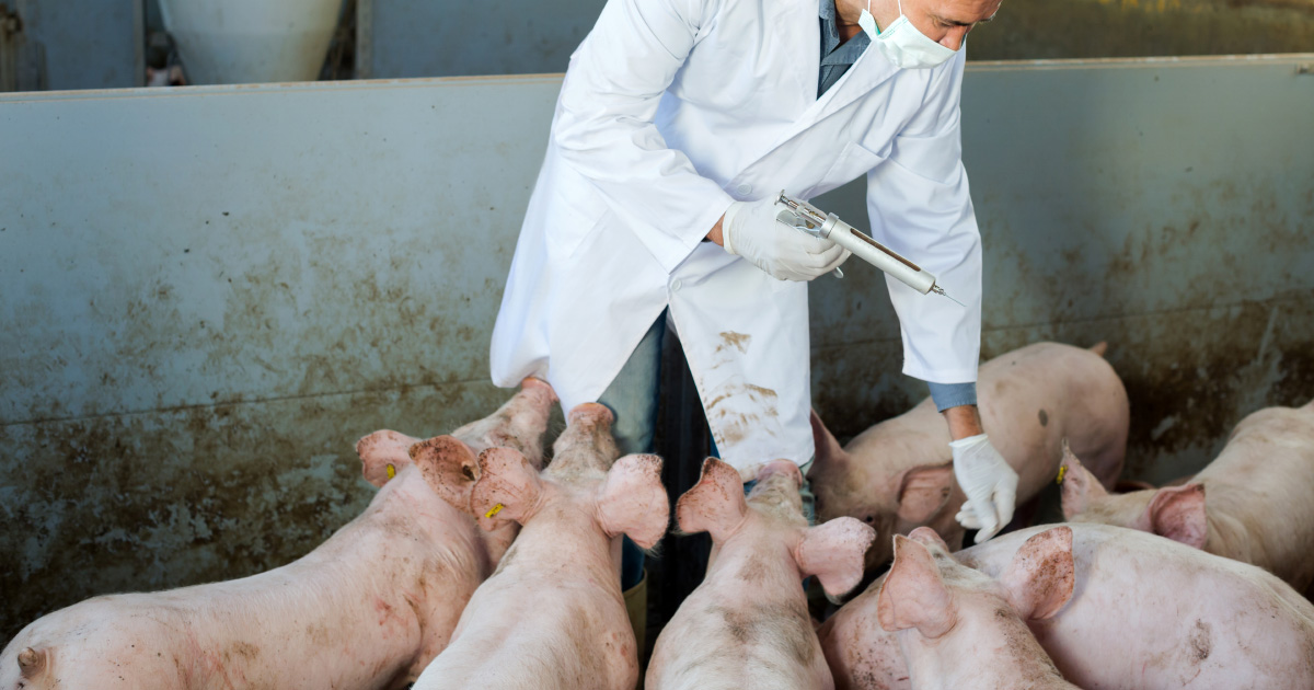 L'usage des antibiotiques vétérinaires a chuté de 37% depuis 2012