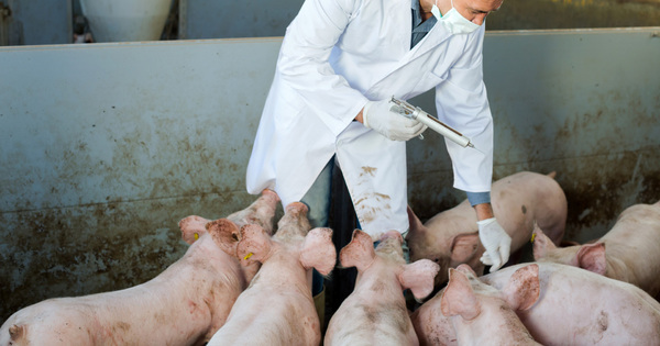 L'usage des antibiotiques v�t�rinaires a chut� de 37% depuis 2012