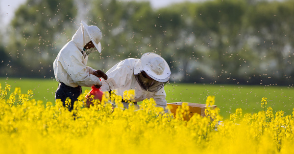 Pesticides sulfoxaflor et abeilles: l'Anses rexaminera leur autorisation