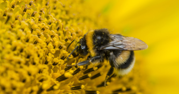 Autorisation des pesticides sulfoxaflor�: l'ONG G�n�rations Futures porte plainte