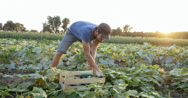 Le paiement des aides � la bio et aux mesures agro-environnementales en retard a d�but�