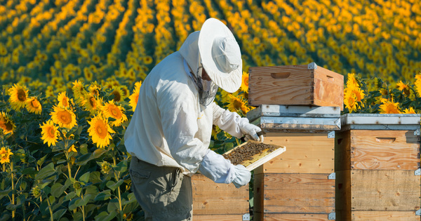 Pesticides sulfoxaflor et abeilles : l'Anses renvoie la balle au gouvernement