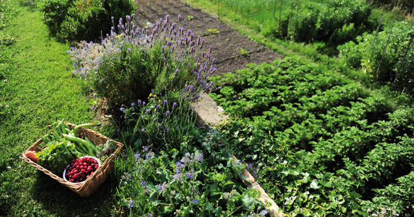 Agriculture bio�: le cr�dit d'imp�t prolong� et port� � 3.500 euros