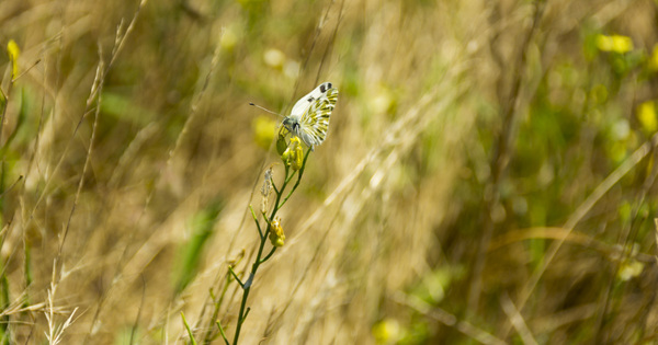 Observatoire agricole de la biodiversit�: 22 sites de d�monstration s�lectionn�s