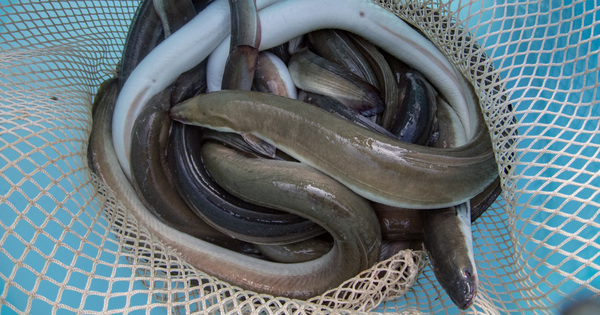 En 2018, l'UE interdira pendant trois mois de pcher les anguilles