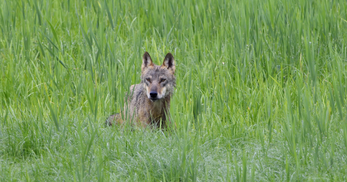 Le Conseil d'Etat rejette plusieurs recours des associations de défense du loup