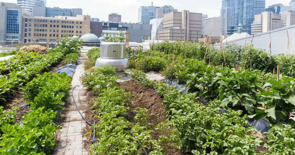 Tous les avantages des potagers sur les toits, selon l'Inra