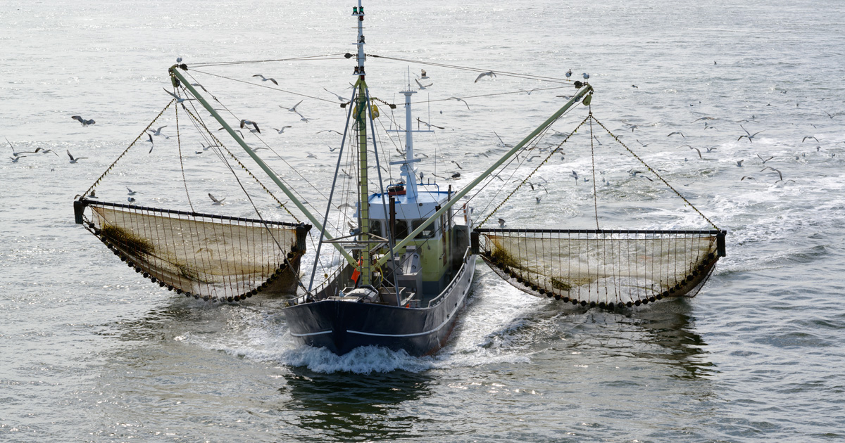 Le Parlement européen veut une interdiction totale de la pêche électrique