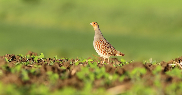 Une �tude scientifique d�montre l'intoxication des oiseaux sauvages par les n�onicotino�des