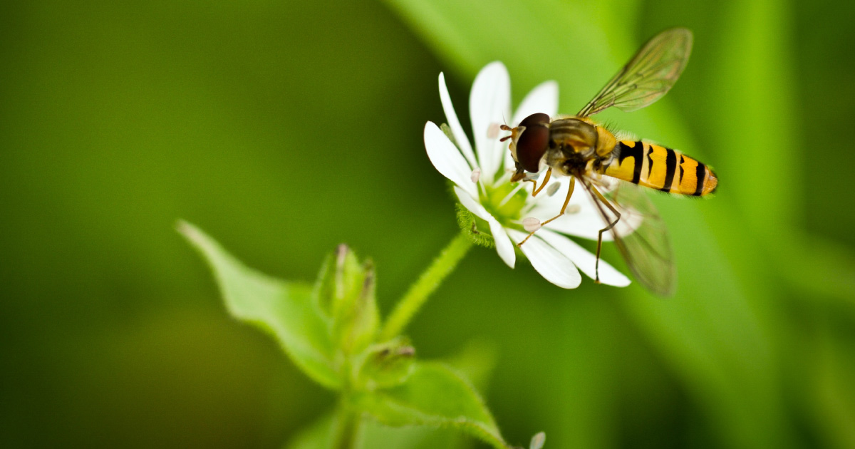 Les petites parcelles agricoles favorisent l'abondance des pollinisateurs