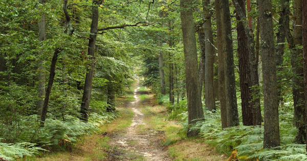 Center Parcs de Roybon�: l'ONF doit fournir ses documents sur la compensation �cologique