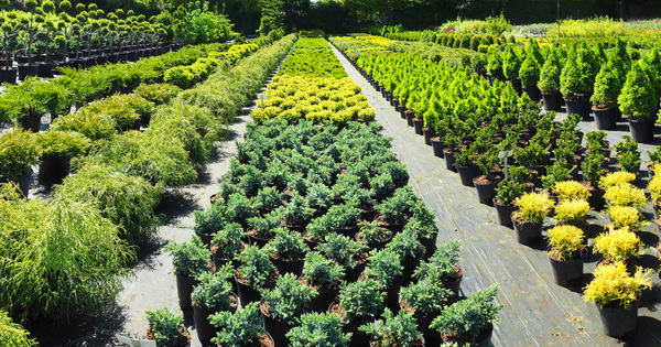 Locavert, une fiche technique pour une fili�re horticole locale