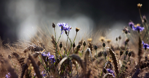 Baisse des produits phyto�: 23 nouveaux projets exp�rimentaux Dephy s�lectionn�s