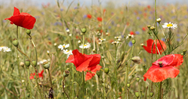 Agroalimentaire�: un projet europ�en aide les industriels � int�grer la biodiversit� dans leur r�f�rentiel
