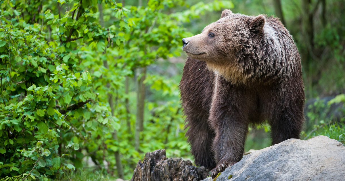 Deux ourses réintroduites dans les Pyrénées à l'automne