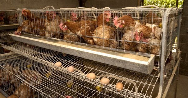La vente d'oeufs provenant d'�levages en cage interdite en 2022�?