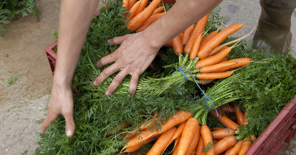 Le r�glement bio est d�finitivement adopt� par le Parlement europ�en