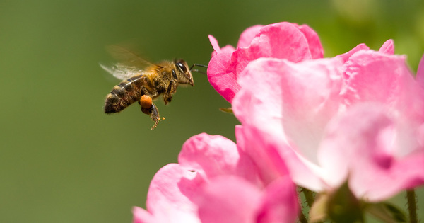 L'interdiction des n�onicotino�des �tendue aux insecticides pr�sentant le m�me mode d'action