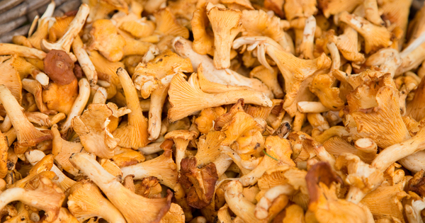 La DGCCRF r�v�le une contamination radioactive de certains champignons import�s