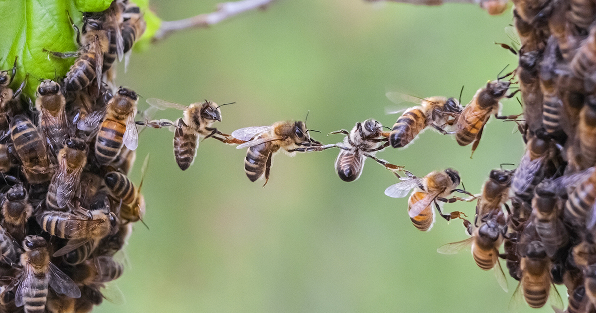 Une premire journe mondiale ddie aux abeilles