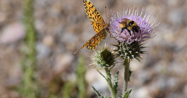 Insectes pollinisateurs: la Commission europenne propose des mesures pour ralentir leur dclin
