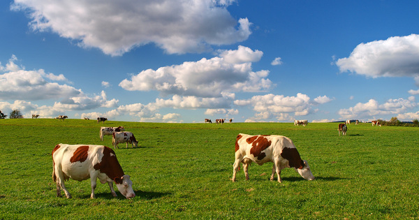 Projet de loi agriculture�: �chec de la CMP, deuxi�me lecture en septembre
