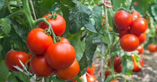 R�sidus de pesticides dans l'alimentation�: la France parmi les mauvais �l�ves d'Europe