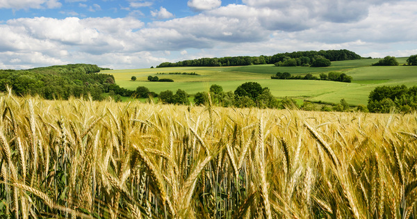 Les paysages semi-naturels r�gulent ravageurs et adventices