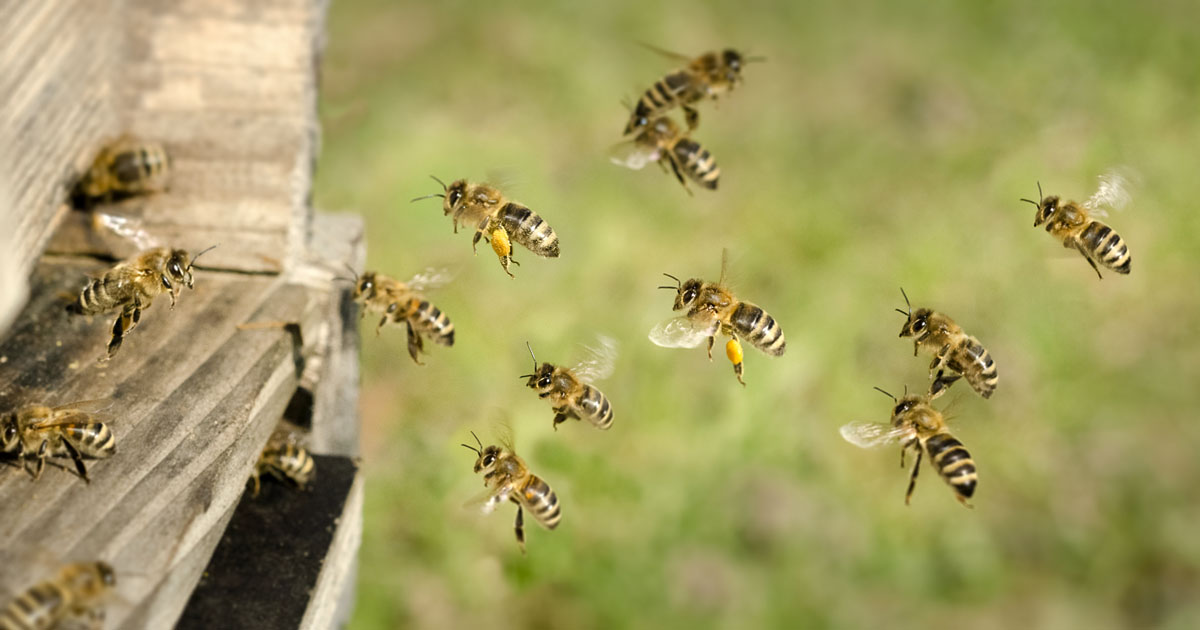 Risques des pesticides sur les pollinisateurs: Pollinis dnonce l'opacit de la Commission europenne