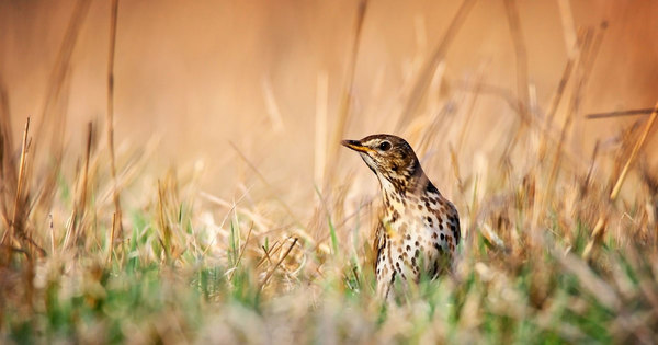 Oiseaux�: le minist�re de l'Ecologie l�gitime les chasses traditionnelles