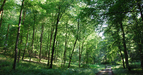 Parc national de Champagne: le projet de charte ne dmontre pas de plus-value environnementale