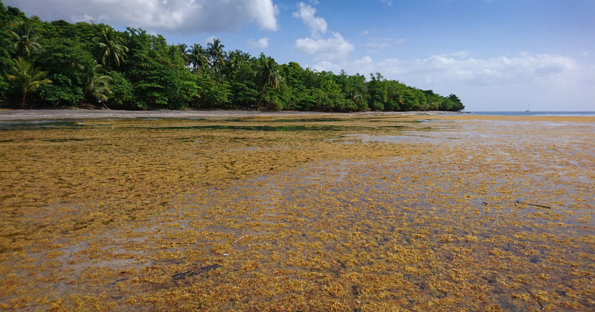 Antilles : la recherche s'accélère pour valoriser les algues sargasses