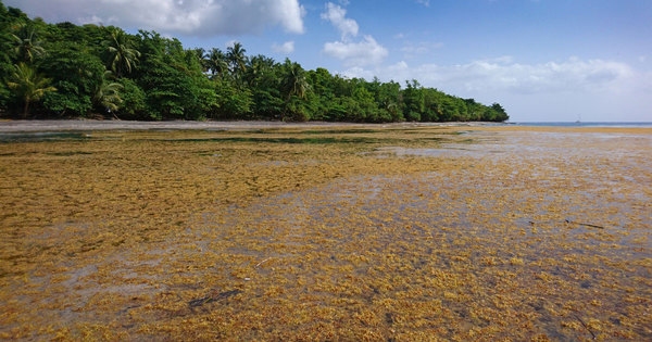 Antilles: la recherche s'acclre pour valoriser les algues sargasses