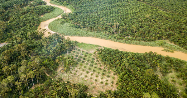L'Etat ne devra plus acheter des produits contribuant � la d�forestation import�e en 2022