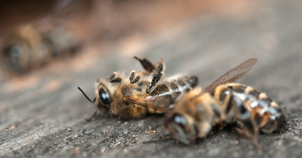 Une enqute du ministre de l'Agriculture constate une surmortalit des abeilles cet hiver