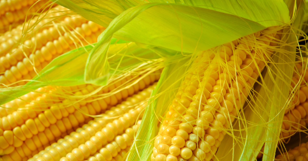 Maïs OGM : une étude française contredit les conclusions de l'étude Séralini