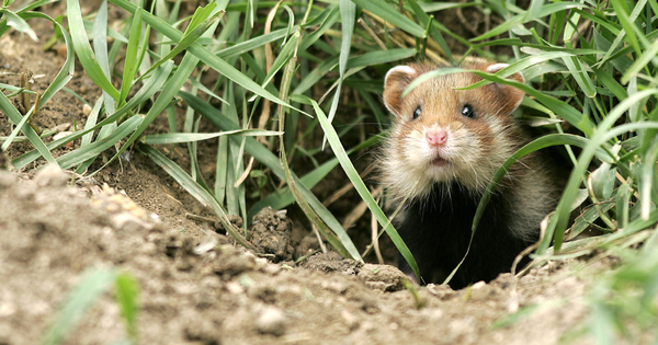 Hamster d'Alsace: consultation sur le plan d'actions sur fond de grand contournement