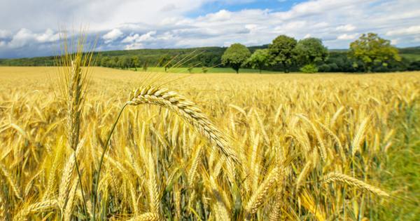 Sortie du glyphosate�: le gouvernement mobilise le centre de ressources pour les agriculteurs