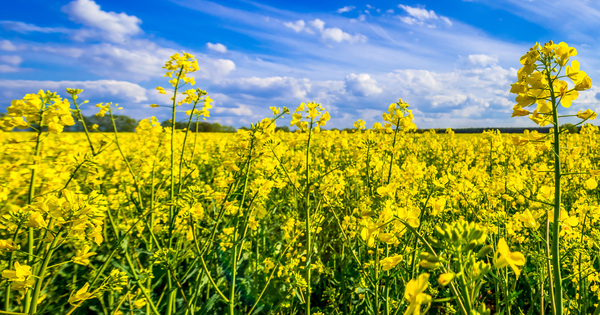 Le minist�re de l'Agriculture demande la destruction des cultures contamin�es aux OGM