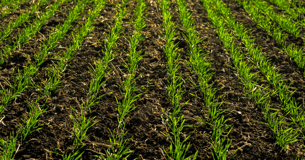 Demeter investit dans la start-up Kaspera d�di�e aux intrants agricoles biosourc�s