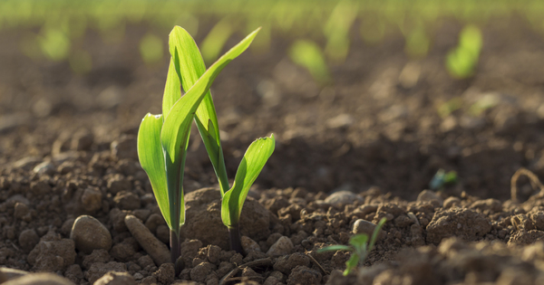 Nouvelle vague d'appels � projets sur les groupements d'agriculteurs