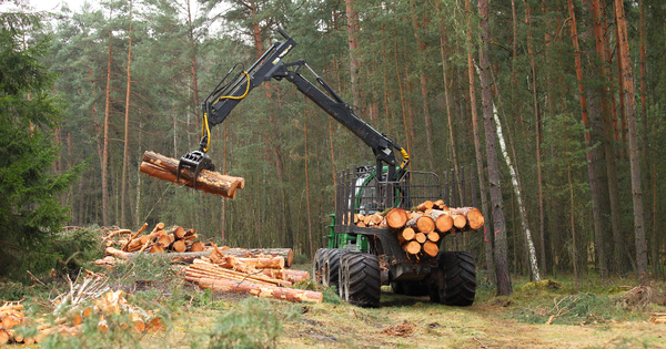 Filière forêt-bois : un appel à manifestation d'intérêt (AMI) pour des projets territoriaux